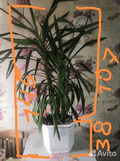 Пальма юкка