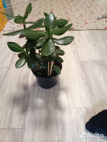 Толстянка(денежное дерево)