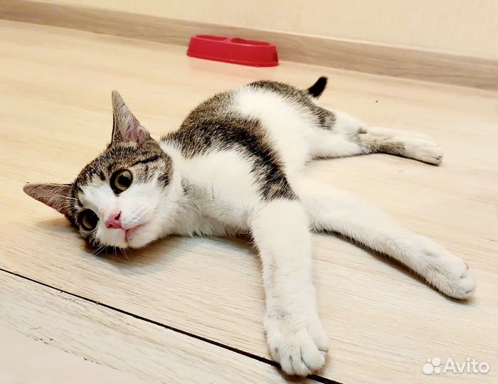 Молодая кошечка в добрые руки