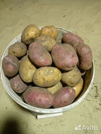 Продам картофель