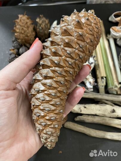 008 - дрифтвуд, ракушки, шишки набор