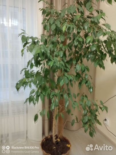 Фикус бенджамина большой