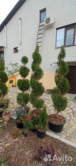 Туи спирали