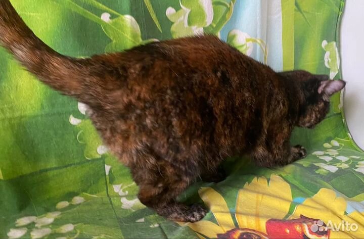 В добрые руки