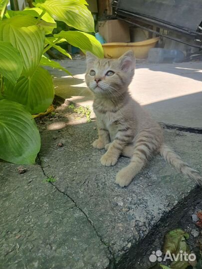 Кошки