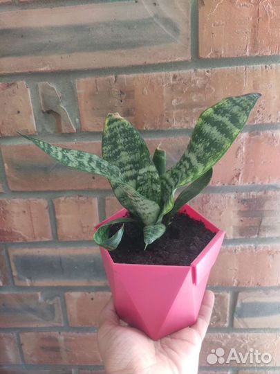 Сансевиерия