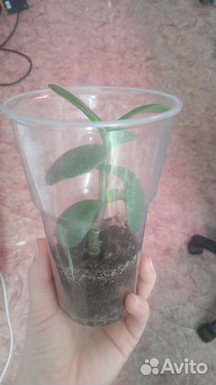 Денежное дерево