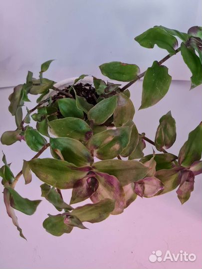 Каллизия Конгреста