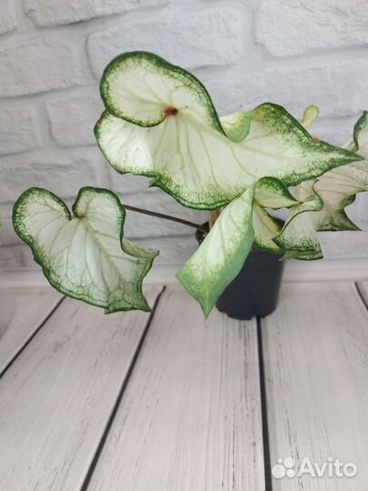 Каладиум, циперус вар