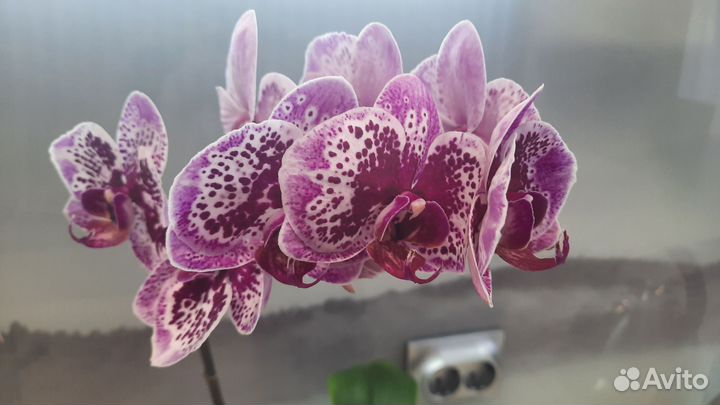 Орхидея фаленопсис