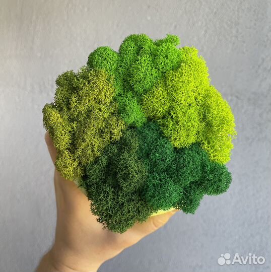 Стабилизированный мох оптом, ягель для панно