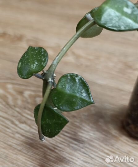 Хойя Лакуноза Эскимио