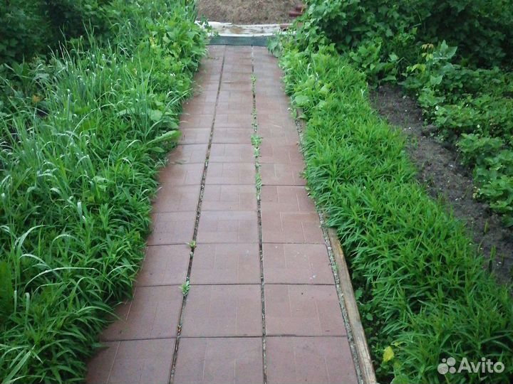 Астра многолетняя