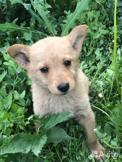 Луша в добрые руки