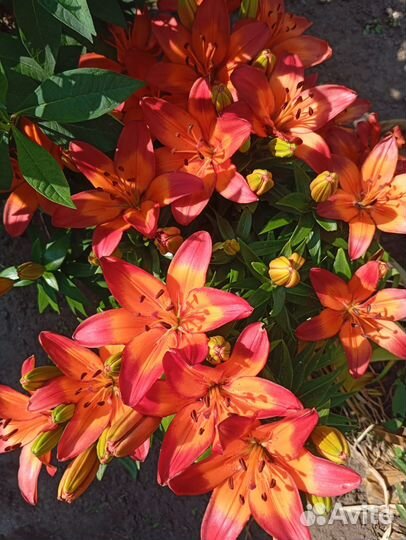 Цветы лилии