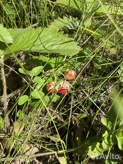 Экскурсия джип тур Жигулевские горы Рождествено