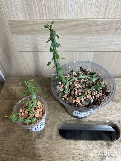 Церопегия Симона/Боссери/Сильвер Глори/Вуди/Дурбан