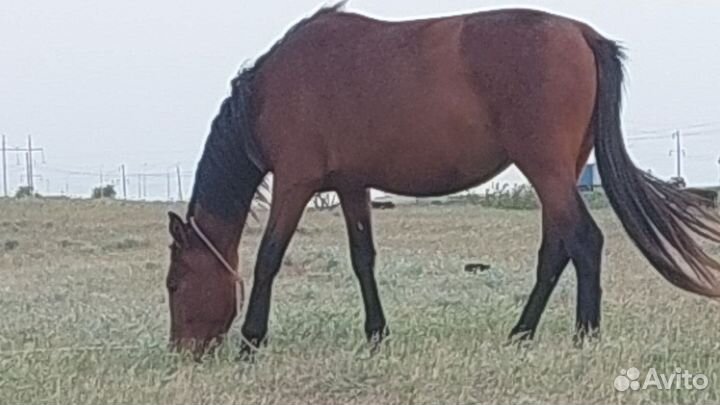 Кобыла с кобылкой