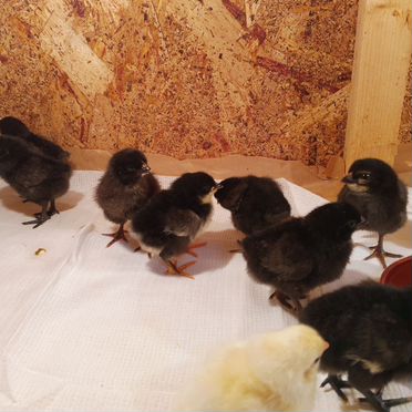 Цыплята несушки