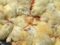 Цыплята суточные замороженные на корм