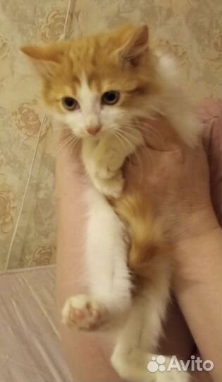 Персик- Пушок