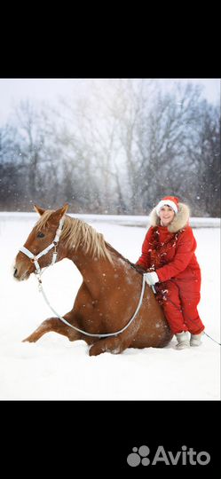 Тракененская лошадь (мерин )