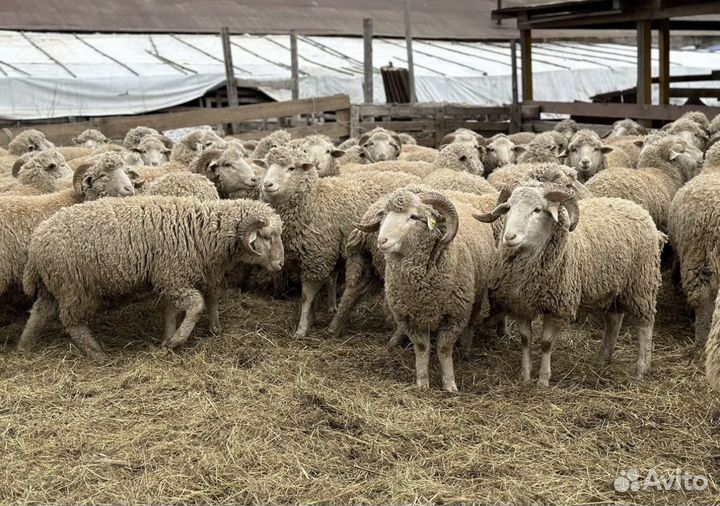 Овцы бараны