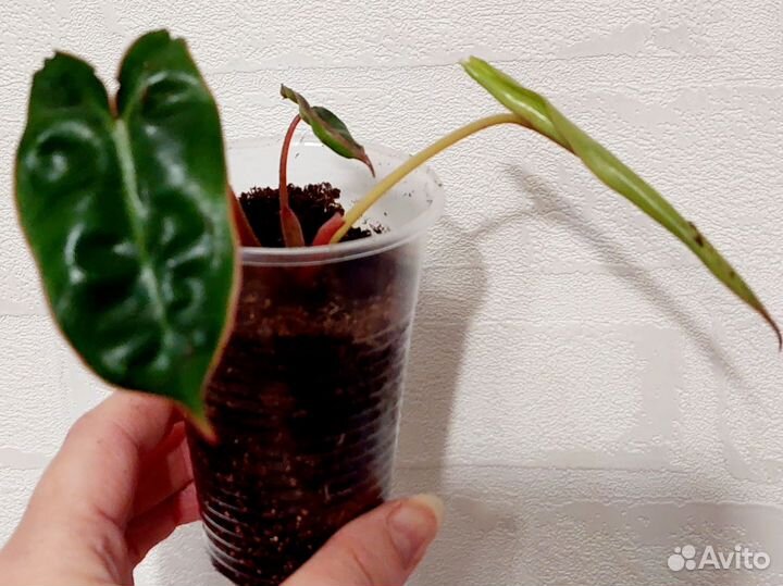 Филодендрон Биллитау