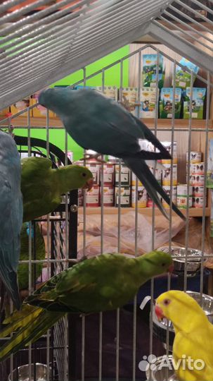 Попугай Ожереловый