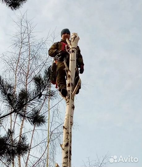 Спил Валка деревьев Обрезка веток Дробление пней