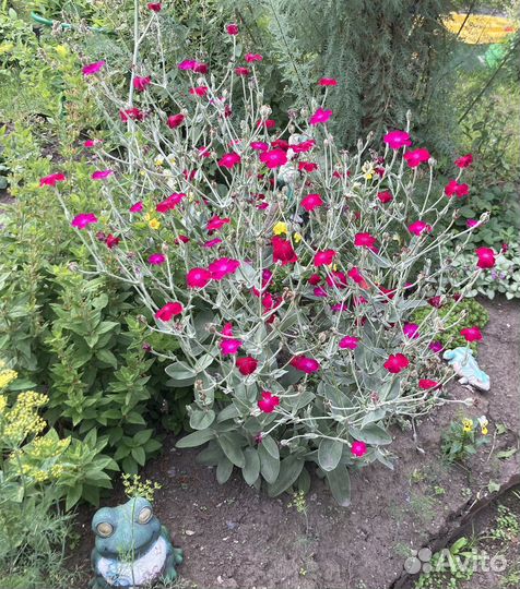 Лихнис корончатый