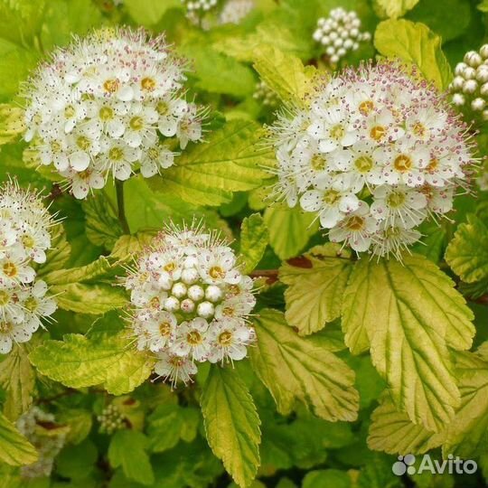 Красивоцветущие кустарники