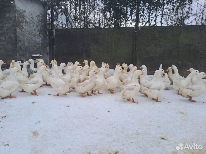 Инкубационное яйцо утиное ст5, ск6, гусиное