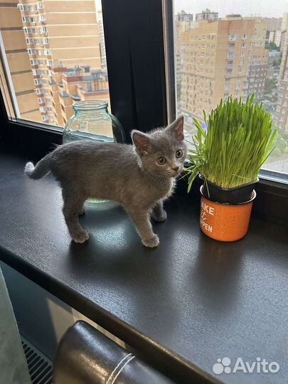 Выгуливать собак работа