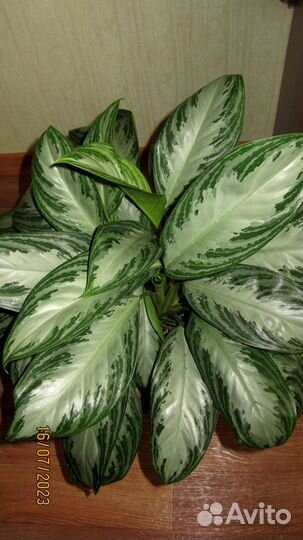 Аглаонема Сильвер Бей