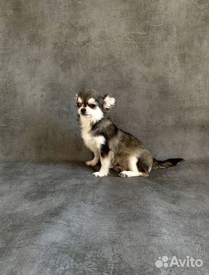 Чихуахуа мини девочка