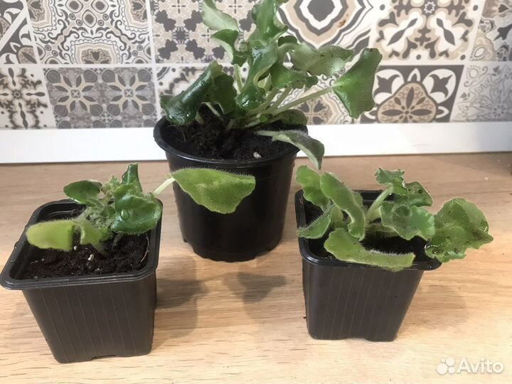 Фиалка махровая