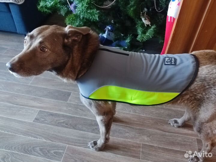 Аксессуары для собаки