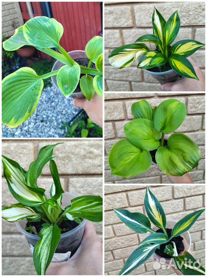 Многолетние садовые и комнатные цветы