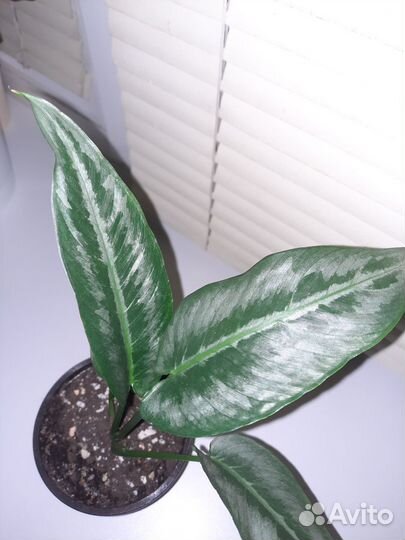 Шизматоглоттис