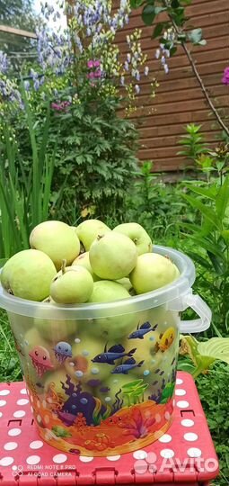 Местные яблоки 2023г