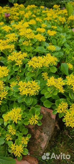 Цветы для альпийской горки. Многолетние