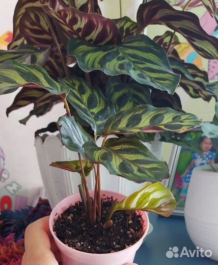 Калатея Макояна