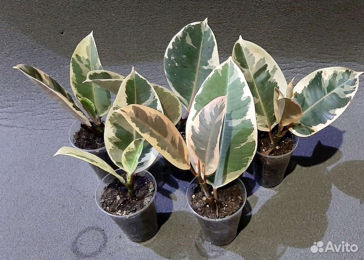 Фикус эластика Тинеке, почта