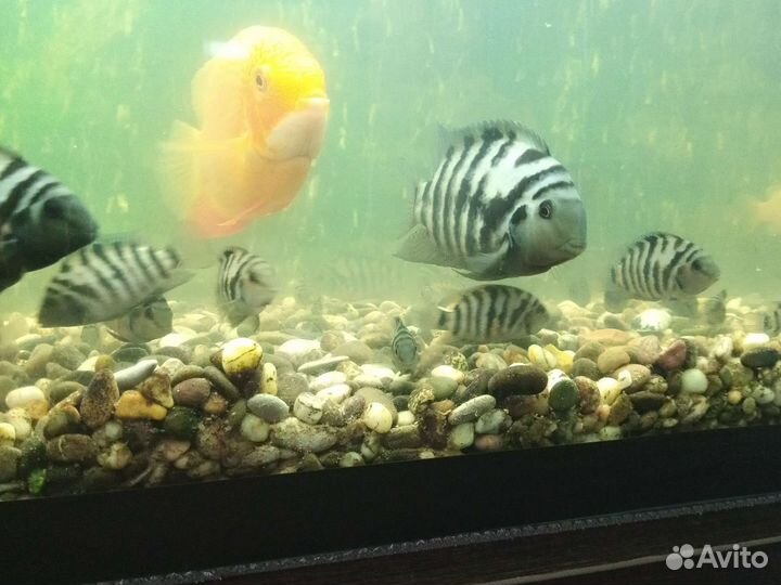 Аквариумные рыбки отдам бесплатно