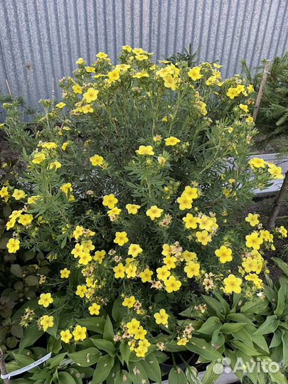 Растения для сада