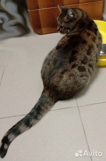 Сказка мечтает о доме