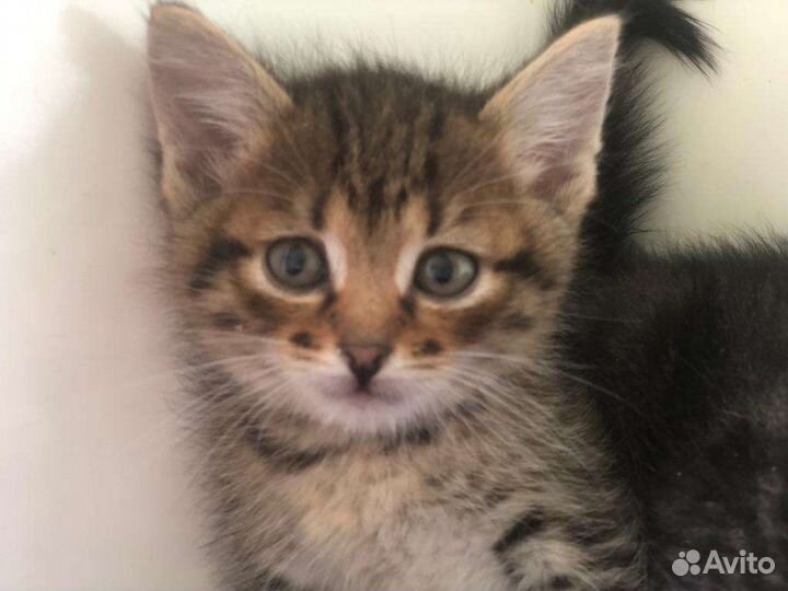 Котята шпротинки