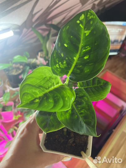 Диффенбахия Рефлектор