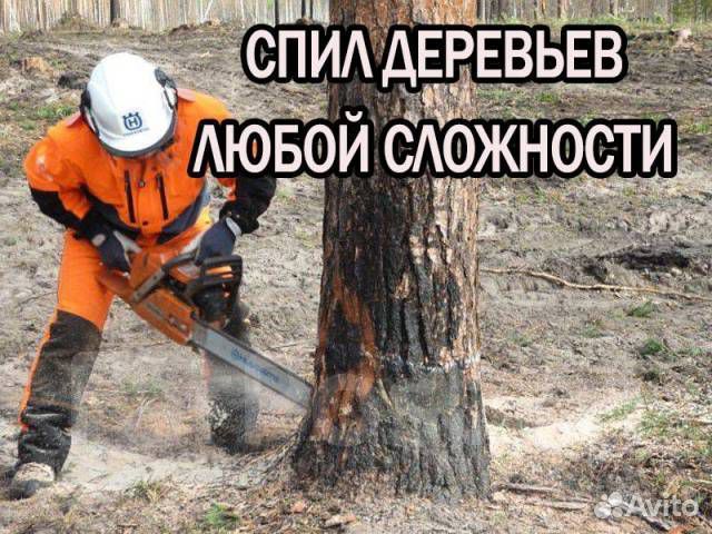 Спил деревьев